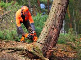 How Our Tree Care Process Works  in  Stanton, NE